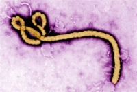 埃博拉疫苗