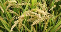 转基因水稻