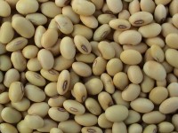 大豆低聚糖功能及其应用