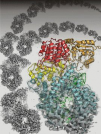 RNA病毒的蛋白结构