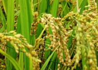 生物科学：水稻衰老调控分子机制被发现