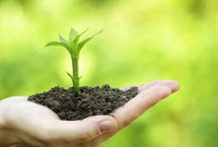节能环保：研究人员发现土壤碳氮耦合新机制