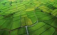 生物农药可以替代化学农药