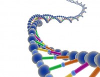 科学家发现新的肥胖基因