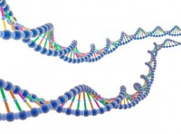 科学家发现决定人体肥胖的新基因