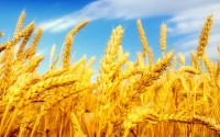 现代农业：转基因小麦的介绍