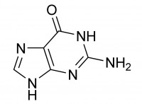 什么是鸟嘌呤？鸟嘌呤的分子结构