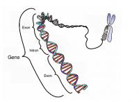CRISPR基因编辑