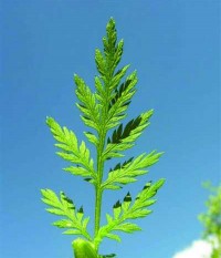 青蒿素是什么？青蒿素的功效