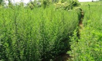 青蒿素的副作用和使用注意事项