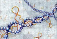 lncRNA对结肠癌细胞的影响