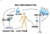 基因工程靶向细胞疗法