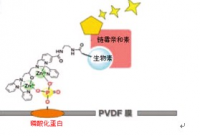 生物素标记原理