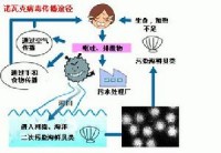 诺瓦克病毒传播途径