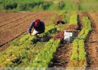 农业如何抓住营销新机遇