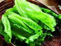 蔬菜常见虫害防治
