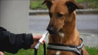 狗狗检测癌症