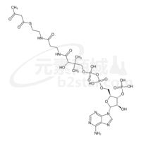 S-acetoacetylcoenzyme A